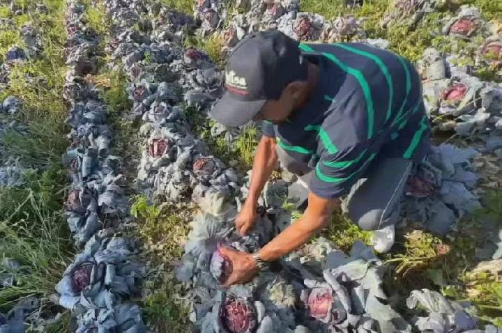 Granizo devasta lavouras em Piedade e causa prejuízo de R$ 7 milhões