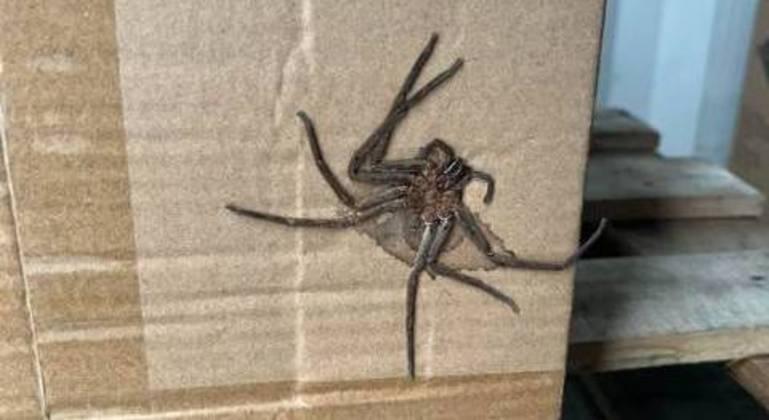 Carga assustadora: homem encontra aranha gigantesca em pacote de compra da China