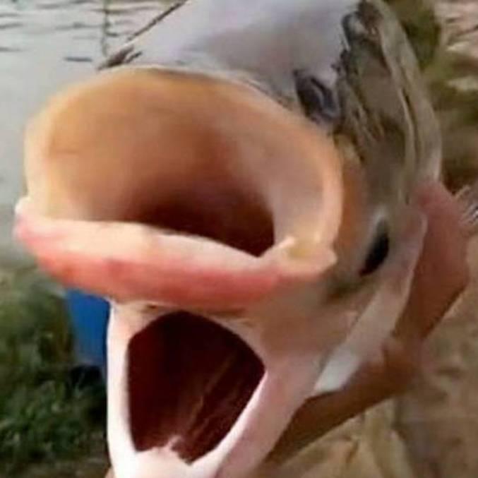 Carpa de duas cabeças e quatro olhos é achada em lago e apelidada de 'peixe de Chernobyl'