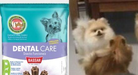 SOBE PARA 15 O NÚMERO DE CÃES MORTOS EM MG POR SUPOSTA INTOXICAÇÃO COM PETISCO