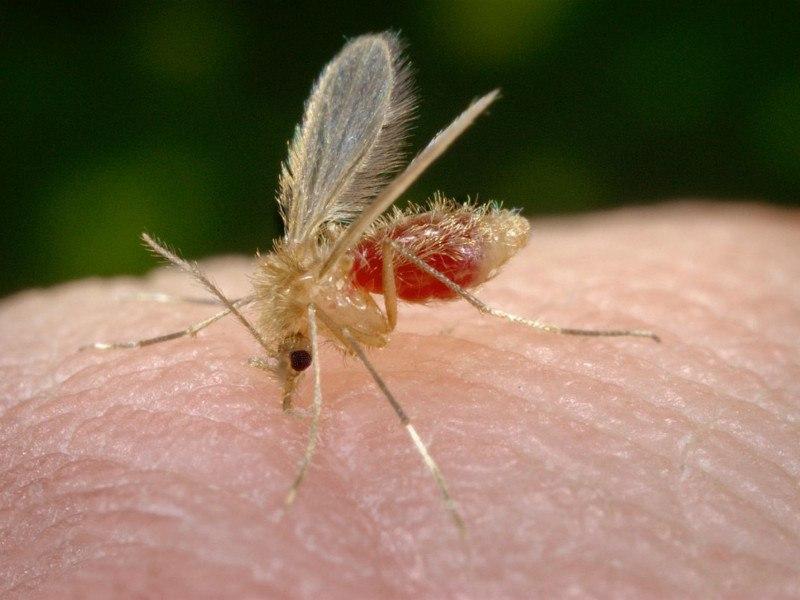 Sorocaba registra primeiro caso de leishmaniose visceral