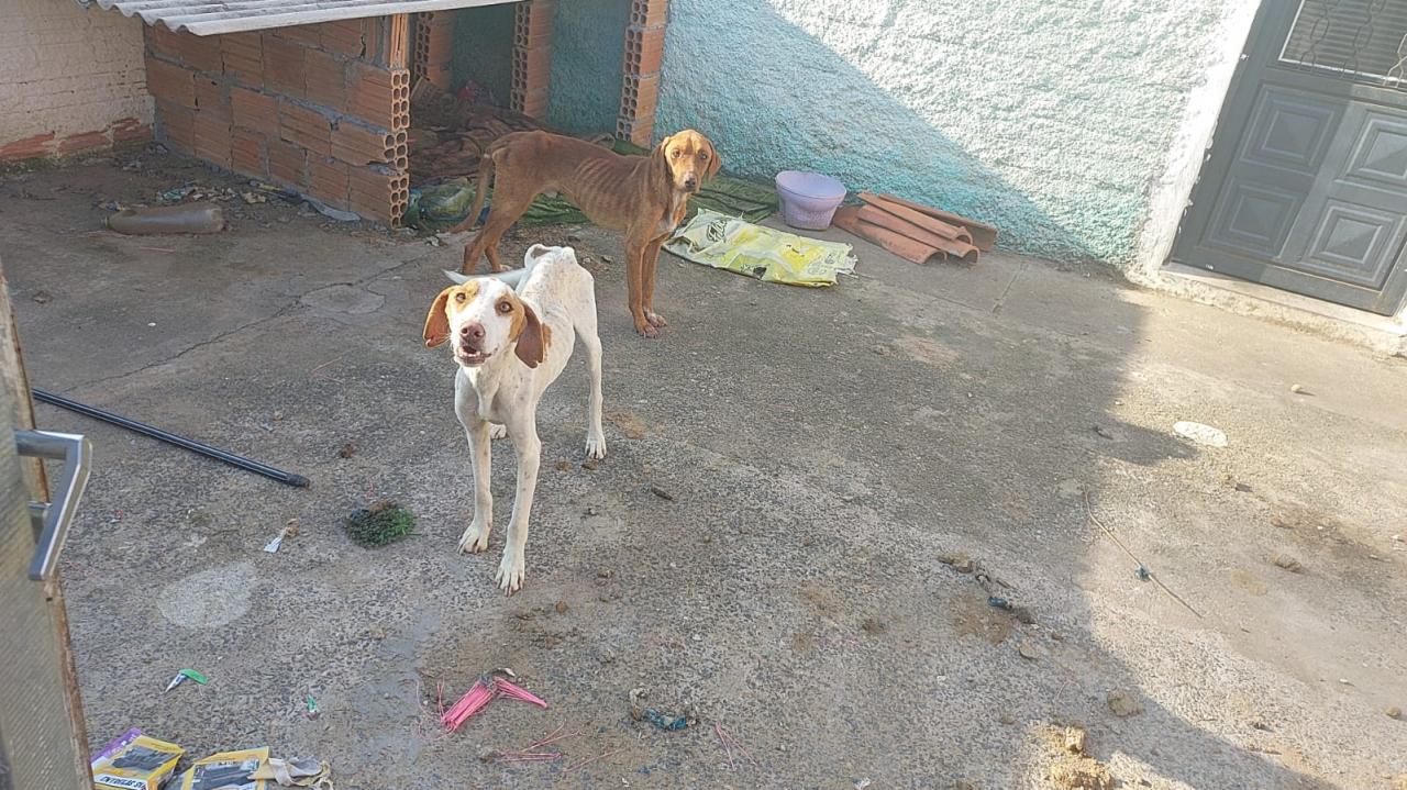 Casal é preso por maus tratos a animais após cachorros serem encontrados em situação lastimável em Angatuba