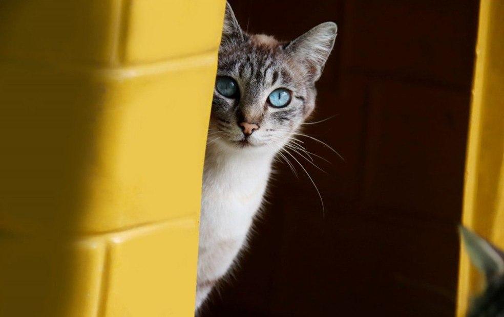 Definida empresa que construirá Clínica Pública Veterinária na zona norte de Sorocaba