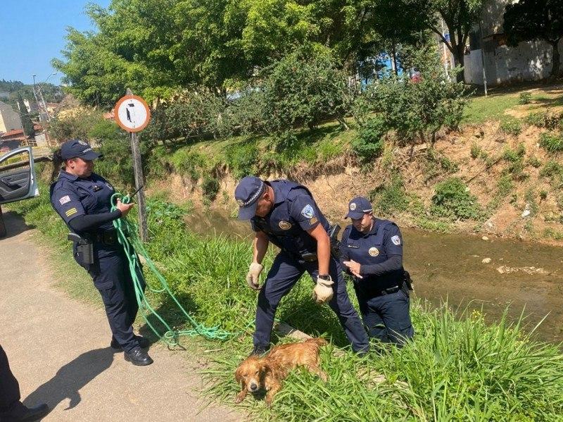 GCM de São Roque resgata cãozinho que ficou preso em rio
