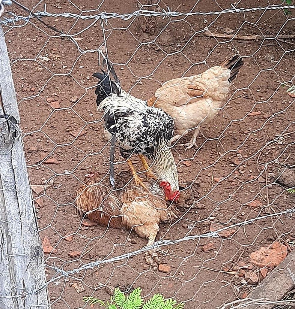 Moradores denunciam abandono de galinhas em Sorocaba: 'Elas estão famintas'
