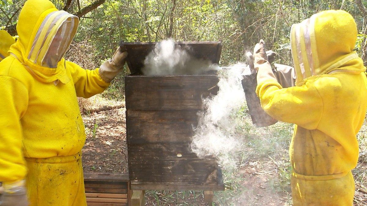 PARCERIA COM USINA DE CANA-DE-AÇÚCAR BENEFICIA APICULTORES DO CENTRO-OESTE DO ESTADO