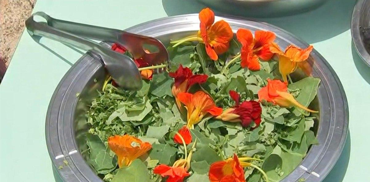 PLANTAS ALIMENTÍCIAS NÃO CONVENCIONAIS SÃO USADAS NA MERENDA ESCOLAR NO INTERIOR DE SP