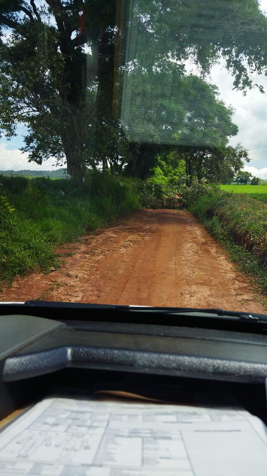 Árvore interdita estrada rural em Angatuba - Bombeiros liberaram o local na manhã desta segunda (12)