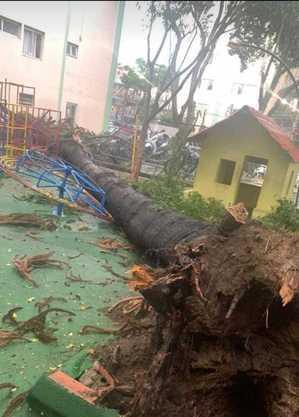 Temporal provoca ao menos 48 chamados para quedas de árvores em SP