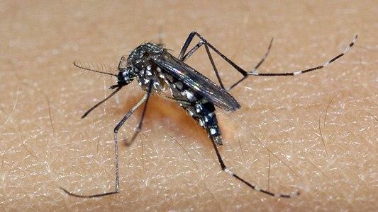 Vacina contra a dengue apresenta “dados encorajadores”, diz Instituto Butantan