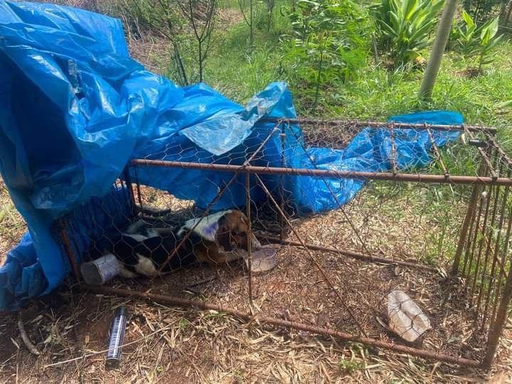 IMAGENS FORTES: Vereadora recebe denúncia de maus-tratos no Banco da Terra em Angatuba