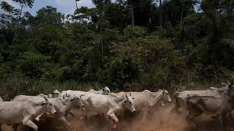 Ministério da Agricultura investiga caso de 'vaca louca' no Pará