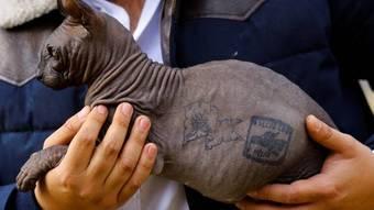 Gato tatuado por traficantes em presídio no México é adotado