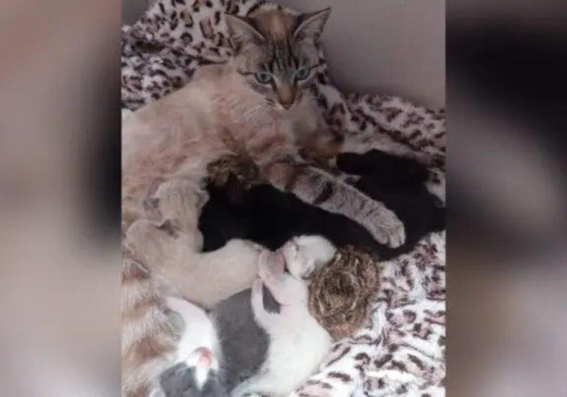 Mãe-gata adota filhotinhos de lebre e forma grande família