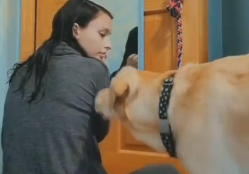 Cãozinho salva dona de crise de hipoglicemia e encanta internautas.
