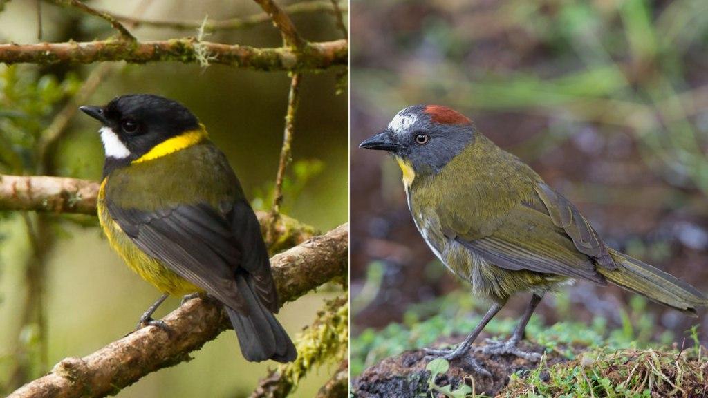 Duas novas espécies de aves venenosas da Nova Guiné são descobertas