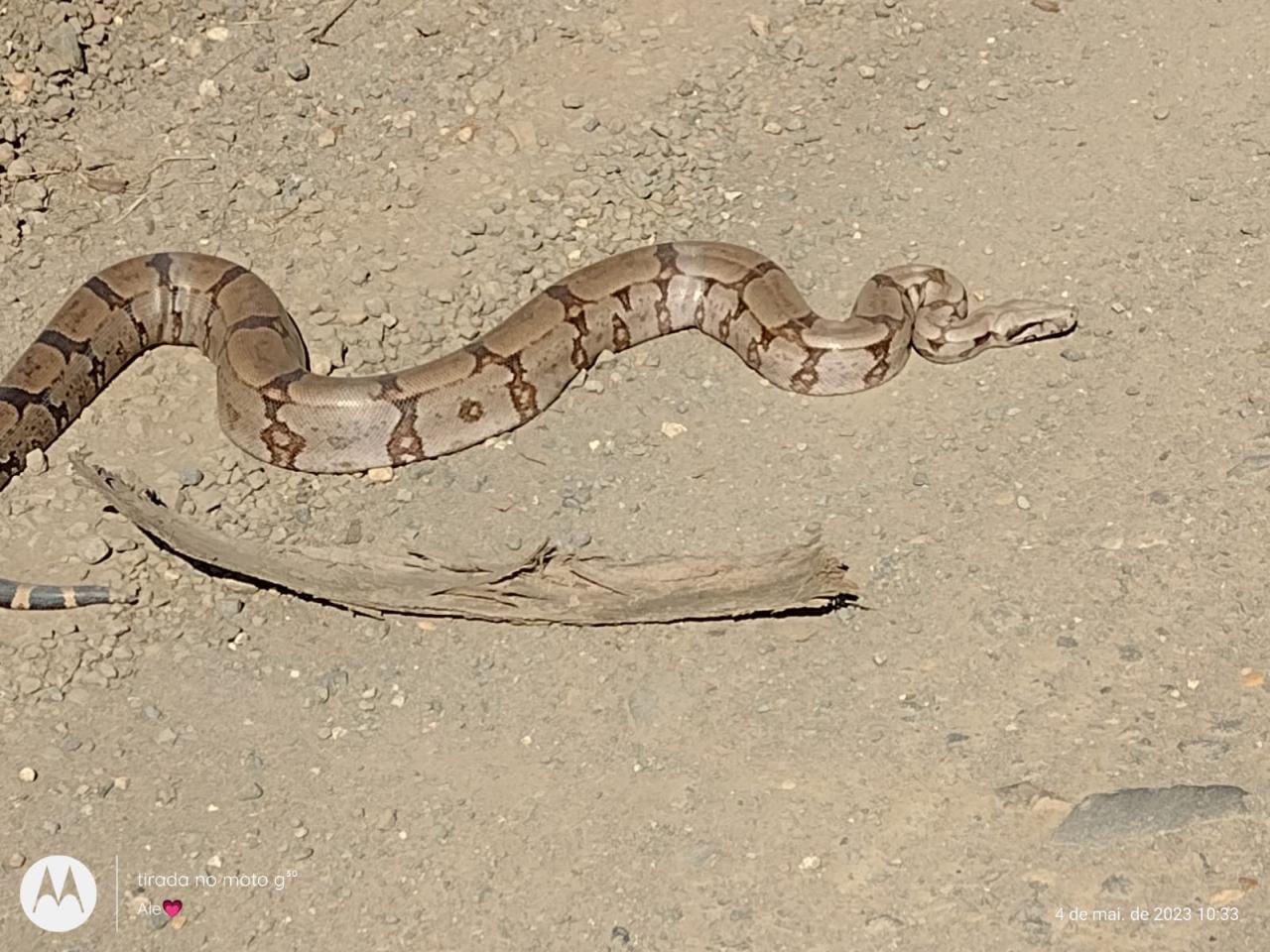 Bombeiros capturam cobra na Vila Ribeiro e soltam em seu habitat natural