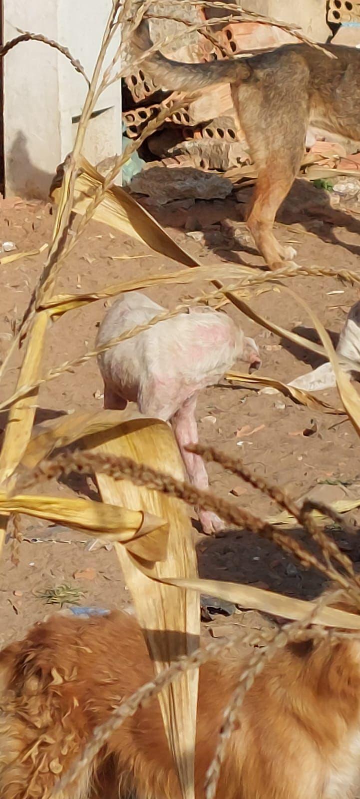 Vereadora Bianca Elisbão Revela Caso de Suposta Protetora de Animais Presa por Maus-Tratos em Angatuba