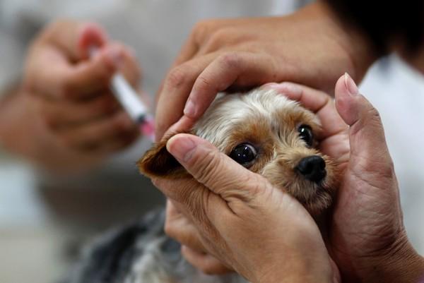 Vacinação Antirrábica Gratuita Disponível para Gatos e Cachorros em Angatuba nesta terça (31)