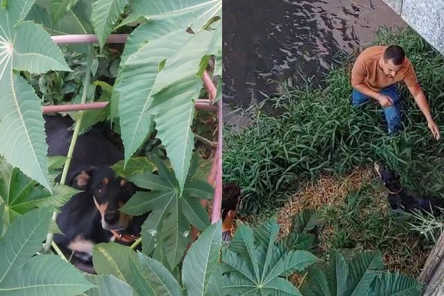 Emocionante Reencontro: Cachorro Atropelado Foge de Clínica e é Resgatado às Margens do Rio Guapeva