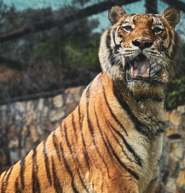 Morte de Tigre Siberiano em Zoológico de Bauru após Cirurgia Contra Câncer