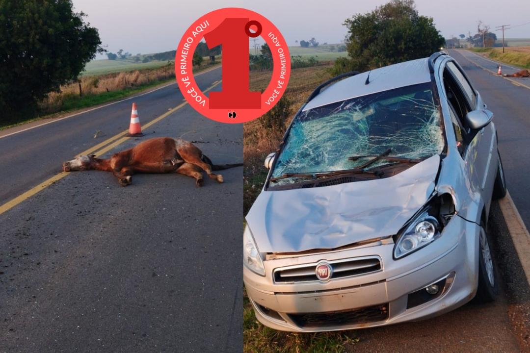 Animais Atropelados em Rodovia de Campina do Monte Alegre
