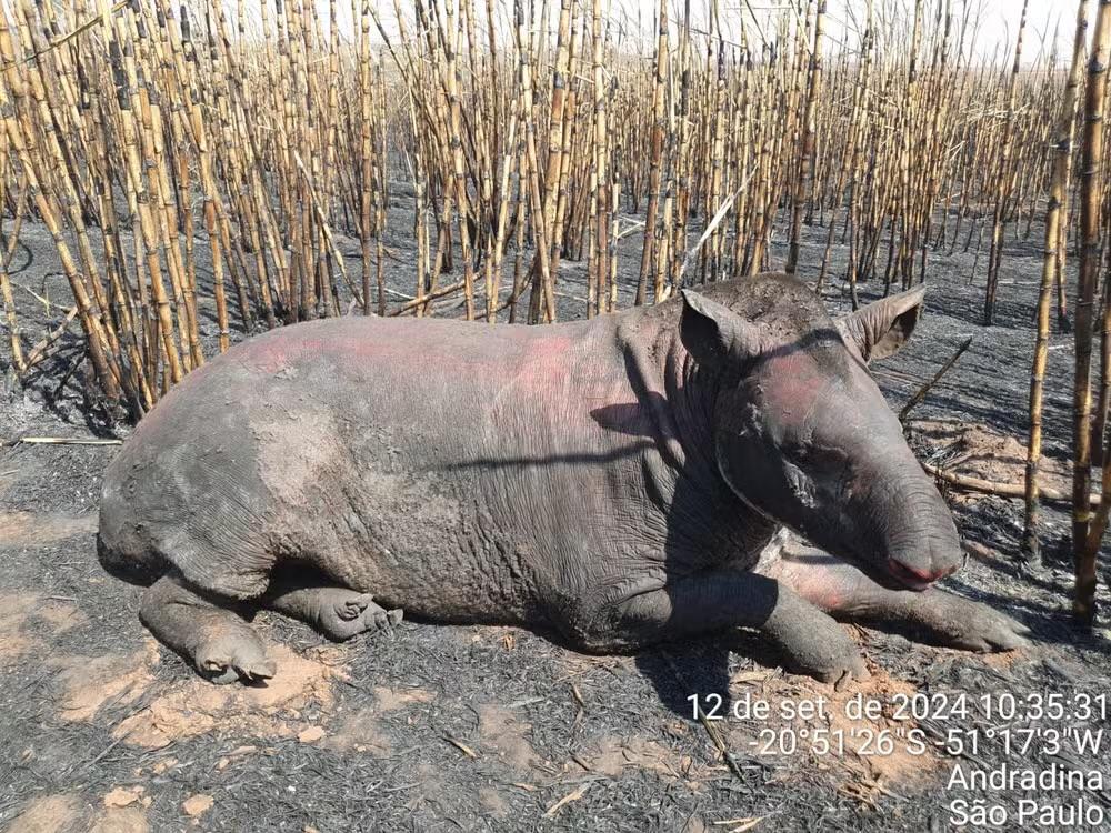 Anta Ferida e Grande Queimada Marcam Incêndios em Andradina e Região