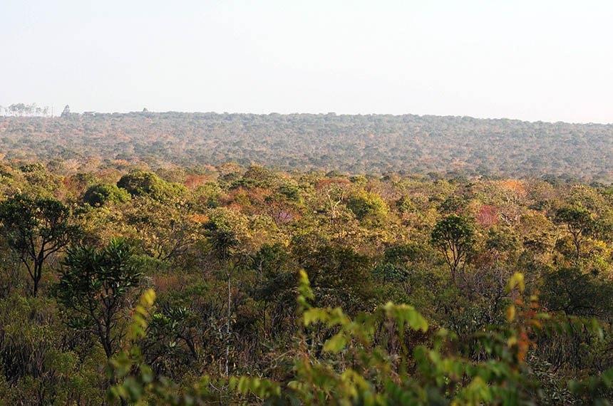 Cerrado: bioma essencial para a biodiversidade e os recursos hídricos brasileiros está sob ameaça