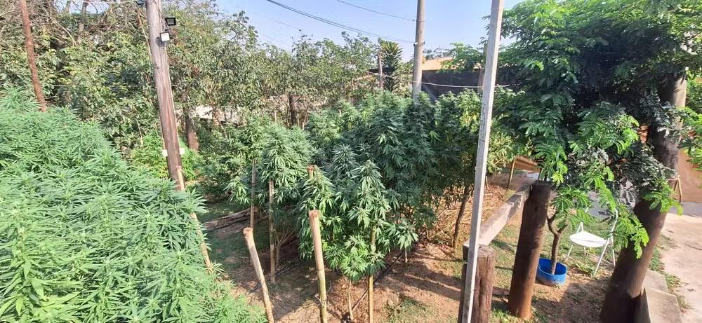 Polícia Civil encontra grande plantação de maconha em chácara de Itupeva e prende dois suspeitos em flagrante