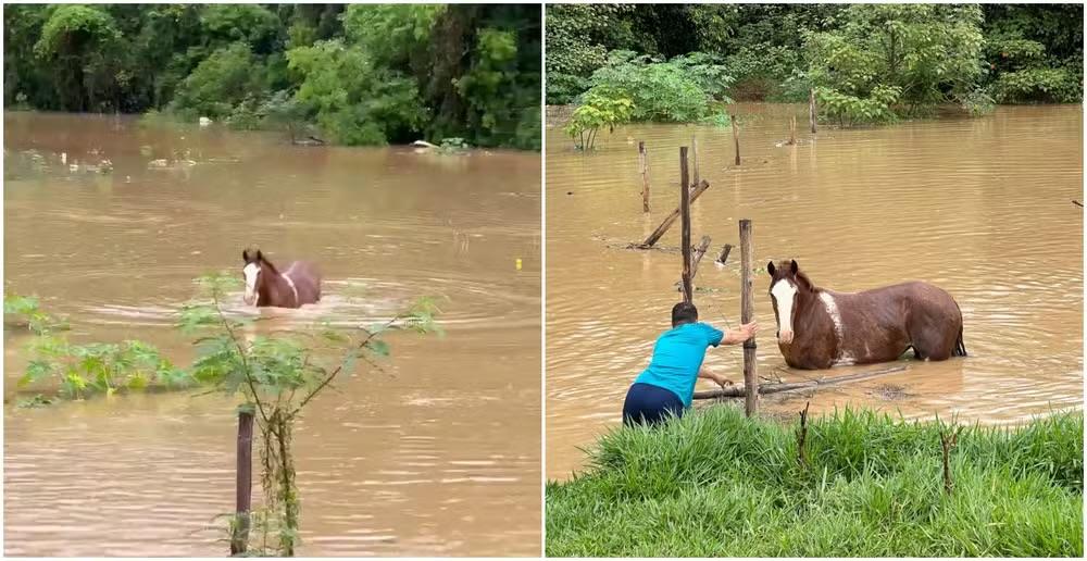 Cavalos Ficam Ilhados em Córrego Após Chuvas em Votorantim