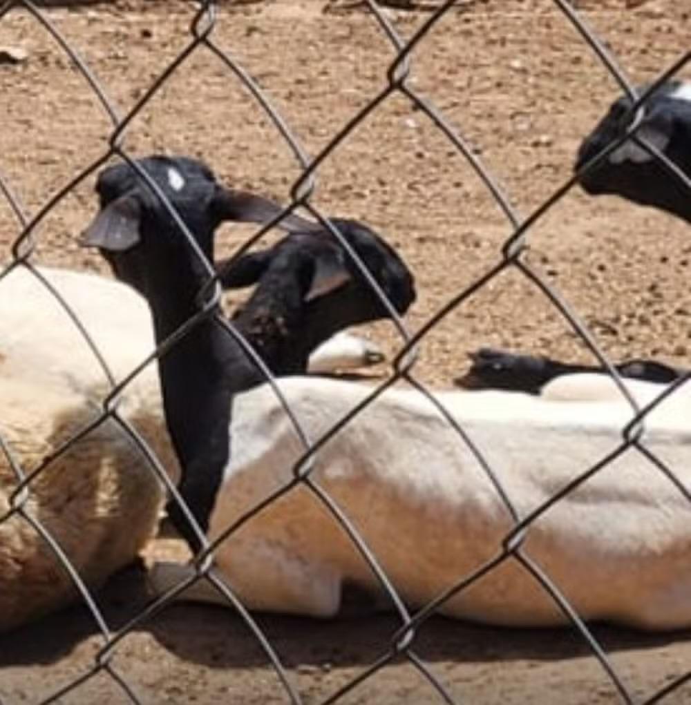 Animais Vítimas de Maus-Tratos São Resgatados em Propriedade Rural de Piedade