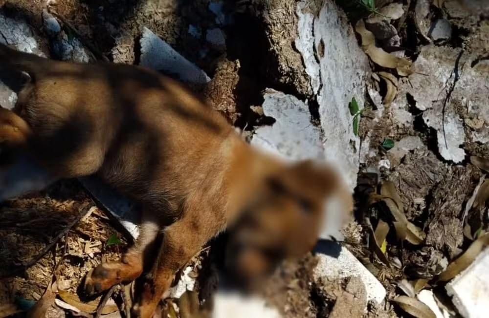 Homem suspeito de ser “serial killer” de animais é preso em Itapetininga