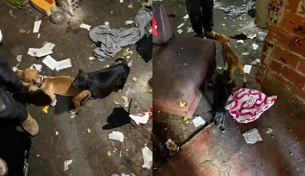 Polícia Civil resgata filhotes de Pitbull vítimas de maus-tratos em Itapetininga