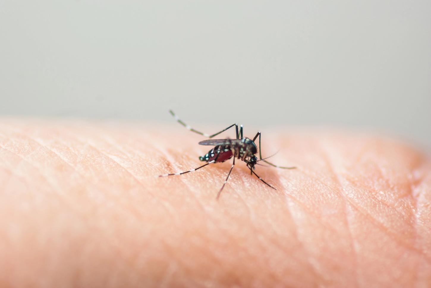 Salto registra 12ª morte por dengue em 2024