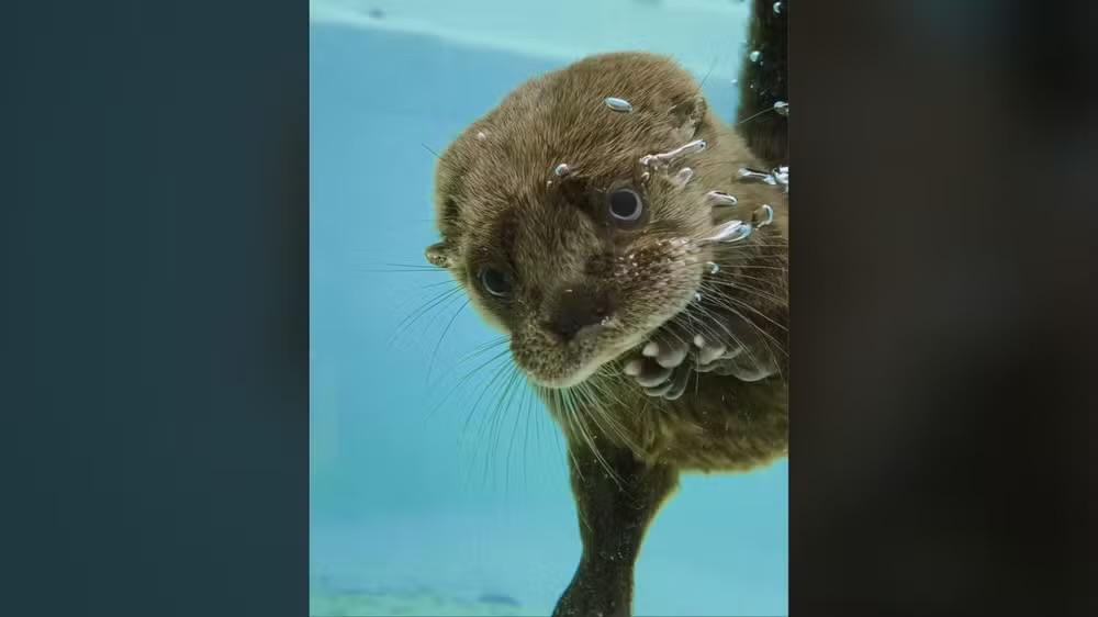 Zoológico de Sorocaba acolhe filhote de lontra resgatado no Vale do Paraíba