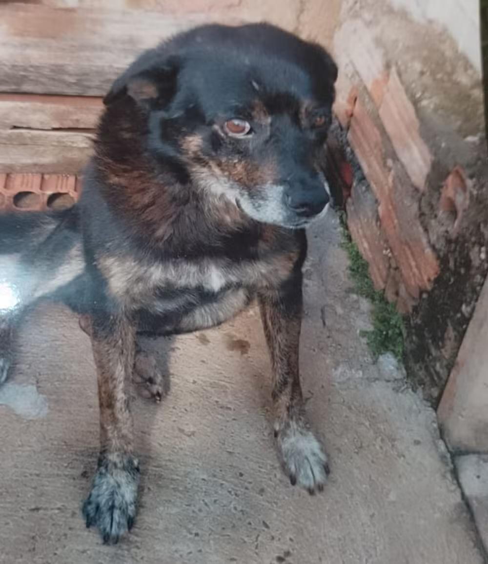 Cachorro morre após ataque de pit bull em Piraju