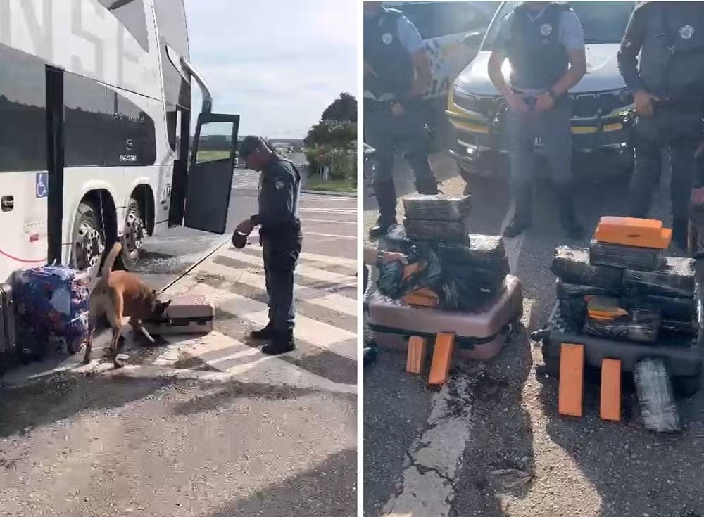 Casal é preso com quase 50 kg de maconha em ônibus na Rodovia Raposo Tavares