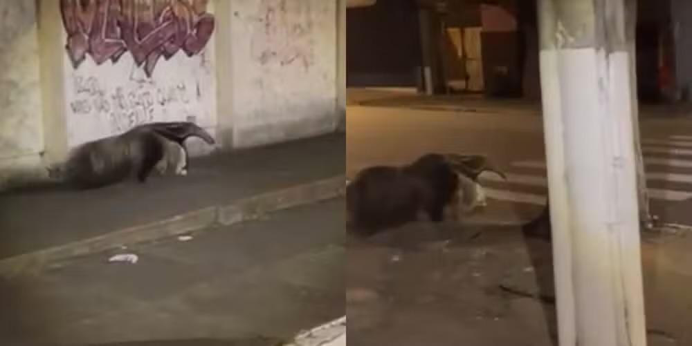 Tamanduá atravessa faixa de pedestres no Centro de Itapetininga e chama atenção