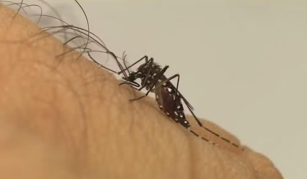 Buri registra primeira morte por dengue em 2025; região tem quatro óbitos confirmados