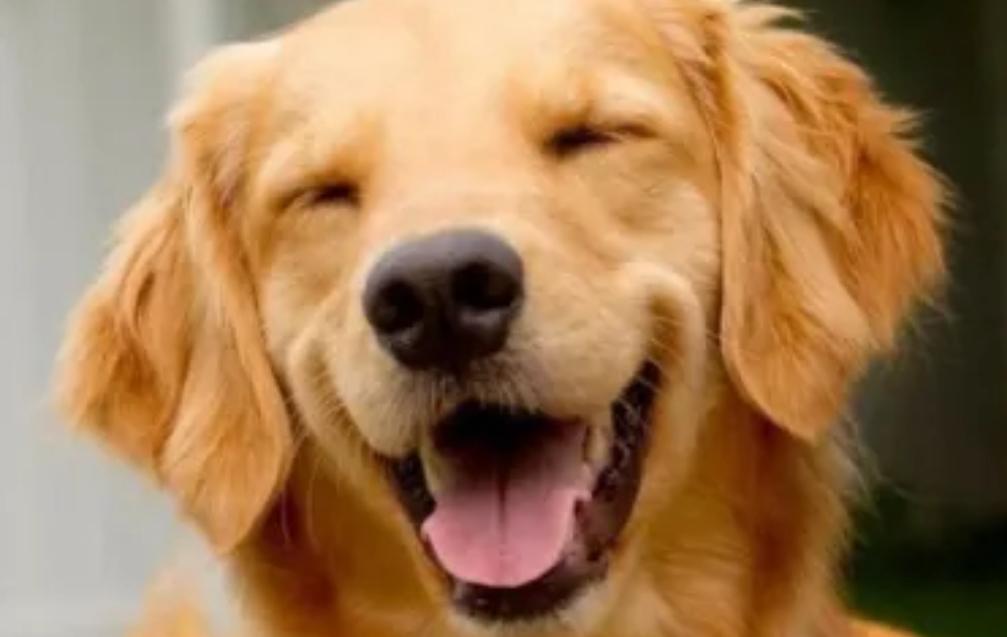 “Lei Joca” avança no Congresso e pode obrigar companhias aéreas a transportar pets