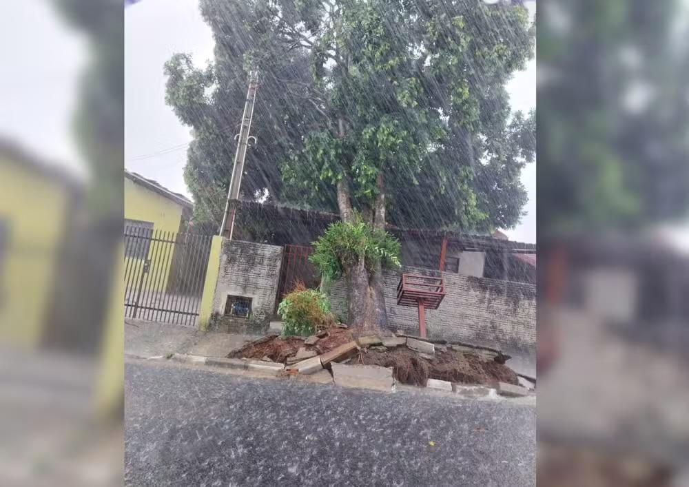 Temporal provoca queda de árvore e interdição de rua em Cerquilho (SP)