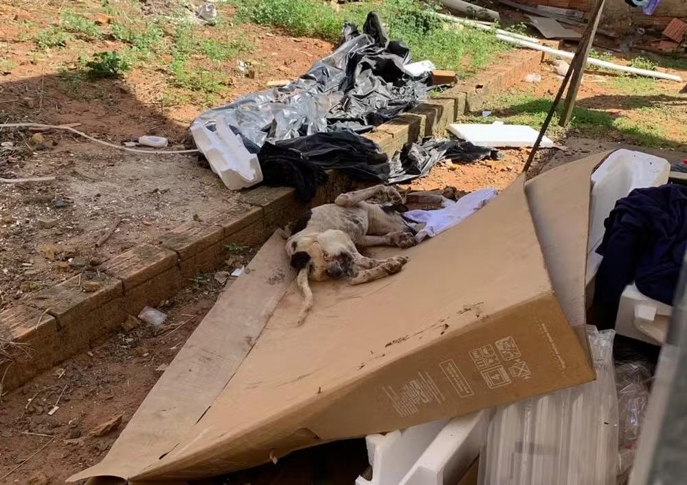 Cachorro é resgatado com sinais de maus-tratos e tutor é preso em Avaré