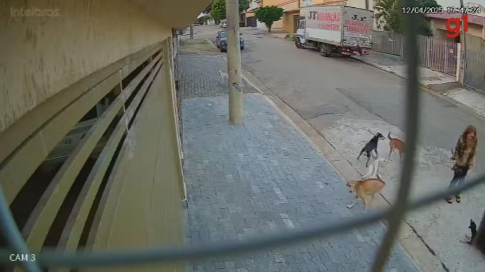 Cães soltos atacam moradores no Jardim São Paulo, em Sorocaba
