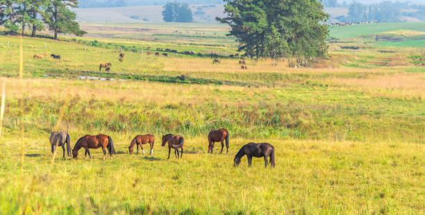 Justiça suspende vaquejada em haras de Sorocaba após pedido do Ministério Público