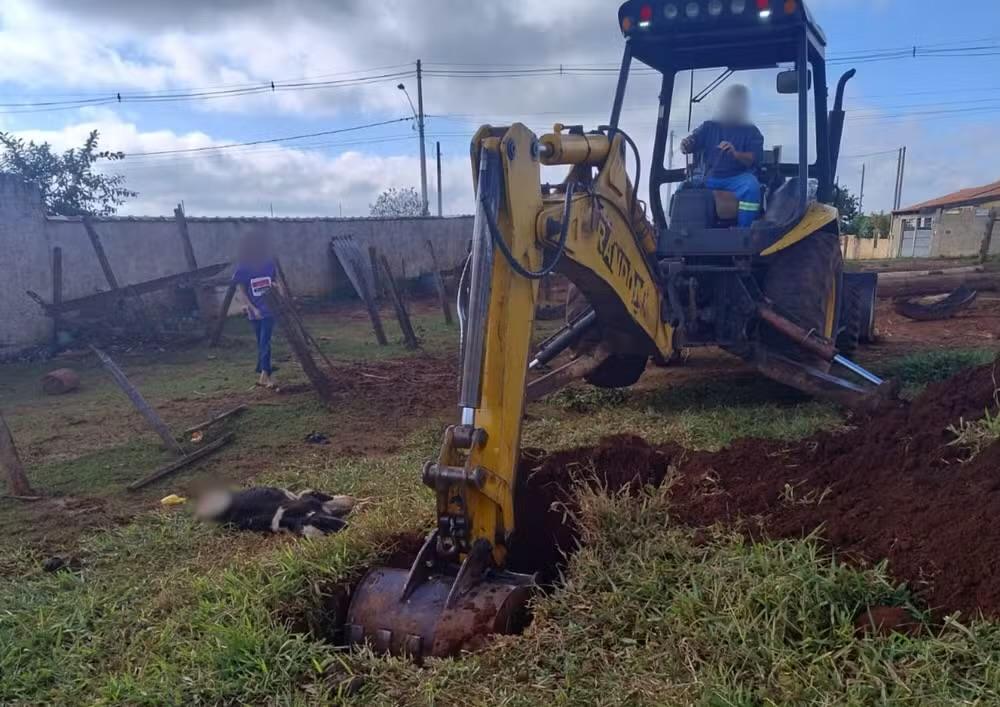 Bezerro é encontrado morto com marcas de mordida em Piraju
