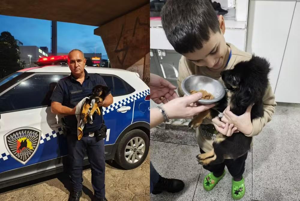 Filhote resgatado sob viaduto cria laço com menino autista e comove família em Sorocaba
