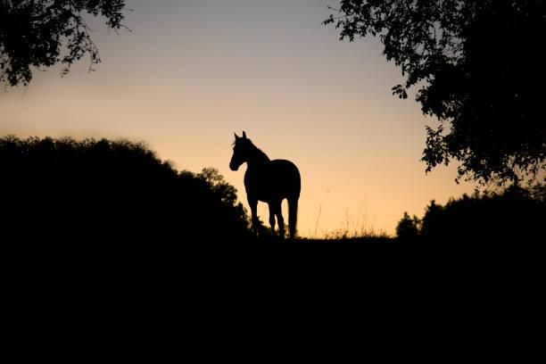 Mapa investiga mortes de cavalos por possível intoxicação alimentar em Itu e Cabreúva