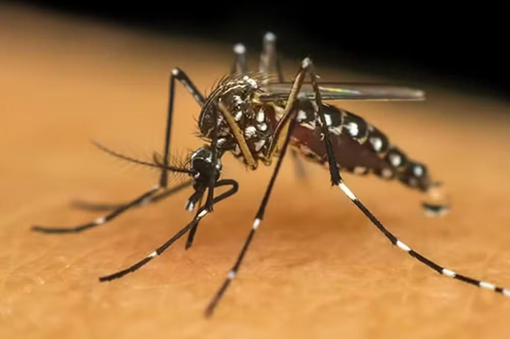 Mulher é diagnosticada com chikungunya em Sorocaba