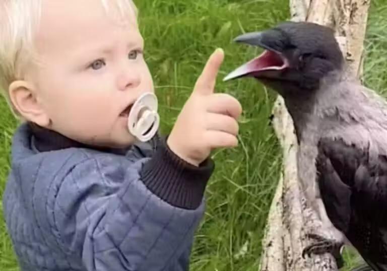 Amizade improvável: corvo e menino crescem juntos na Dinamarca
