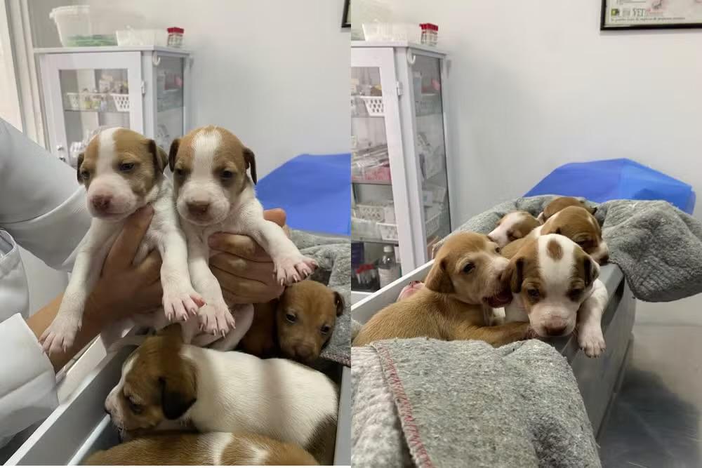 Cadela e nove filhotes são resgatados de maus-tratos em Itapetininga